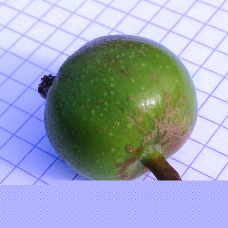 petite pomme