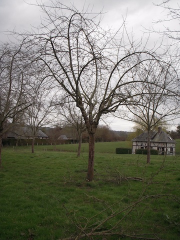 bourgeons